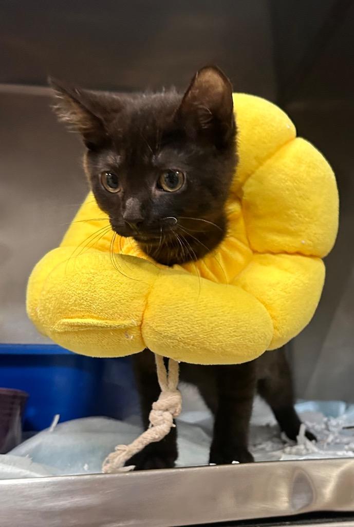 Enlarge Raven, a Adoptable mixed breed in New Manchester, WV image 6/6