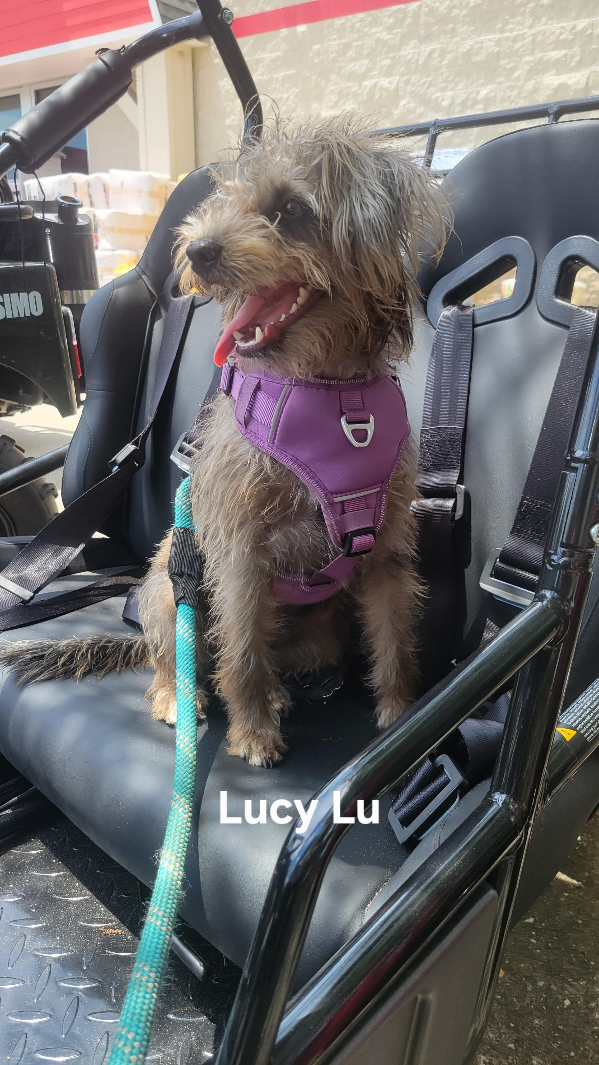 Lucy Lu thumbnail 3