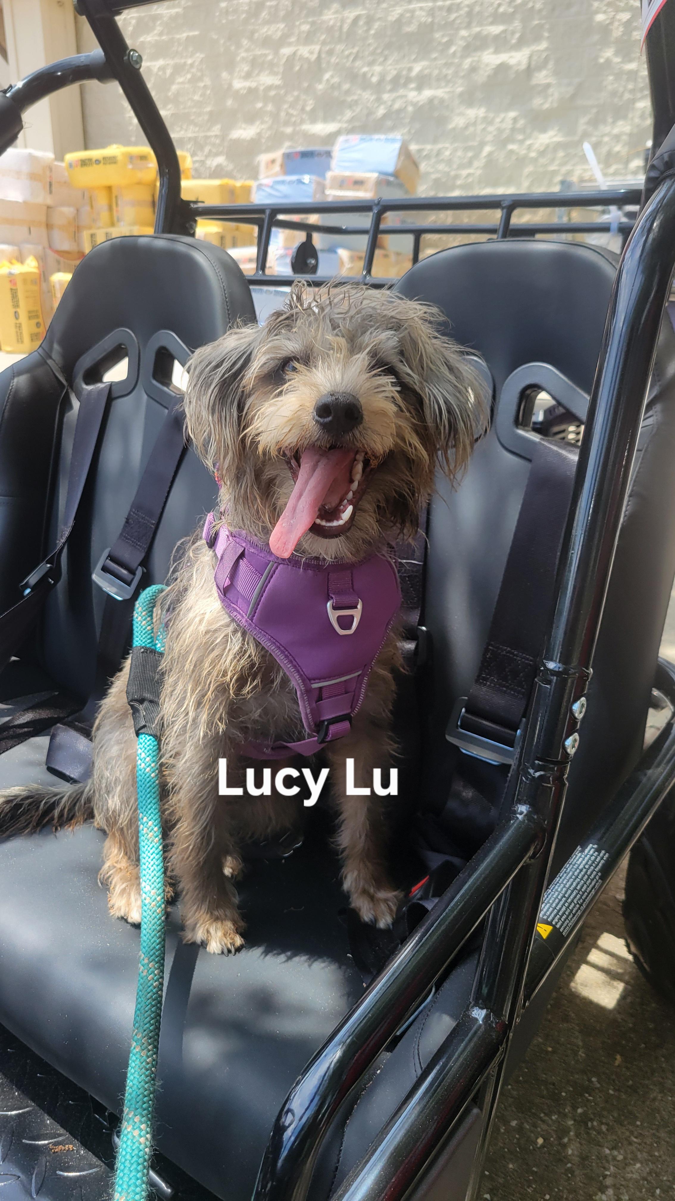 Lucy Lu thumbnail 2