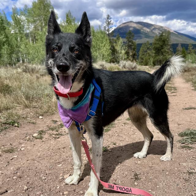 Enlarge SAKARI, a Adoptable mixed breed in Frisco, CO image 1/1