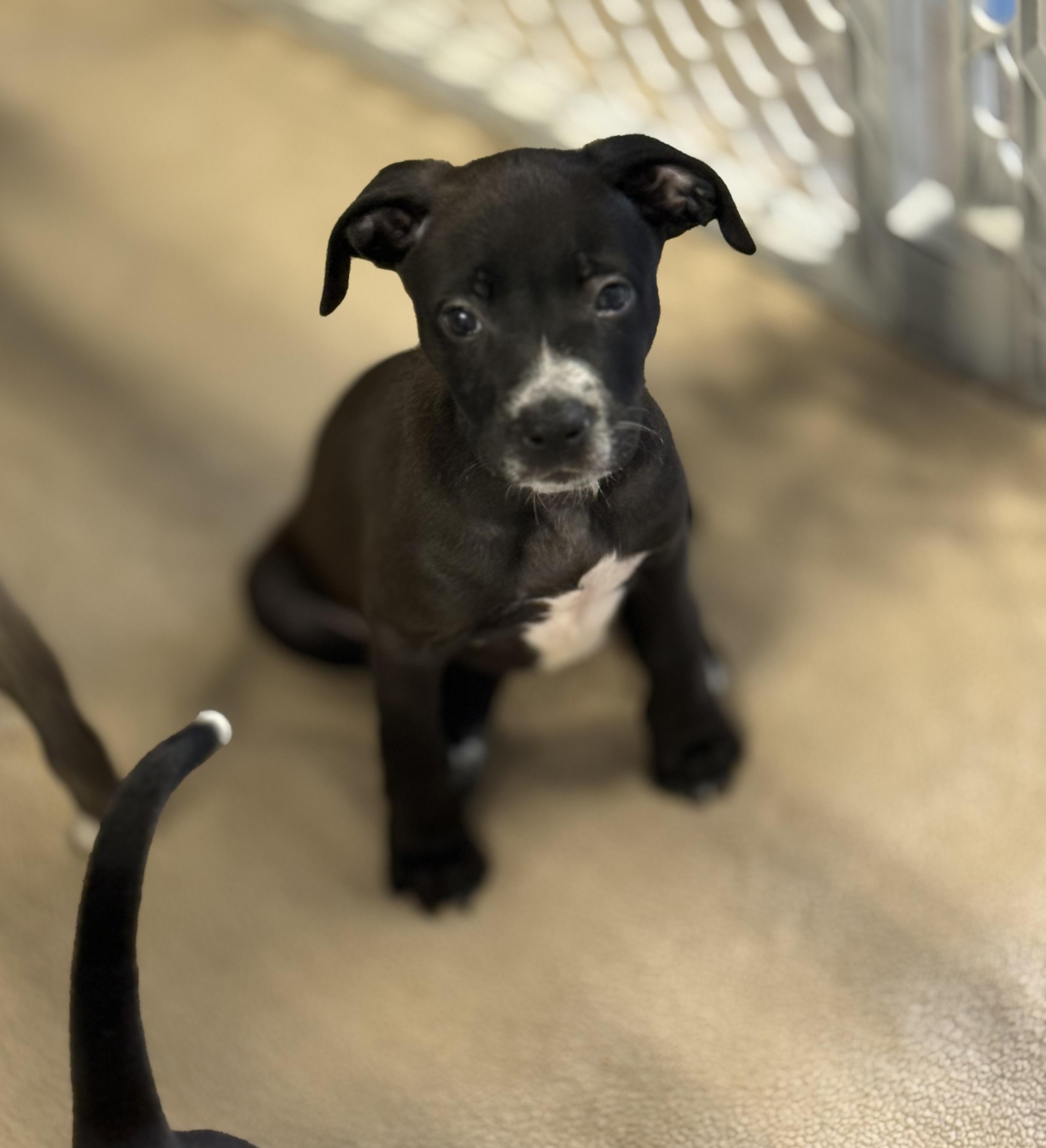 Amelia, ADOPTABLE, Puppy Female Mixed Breed.