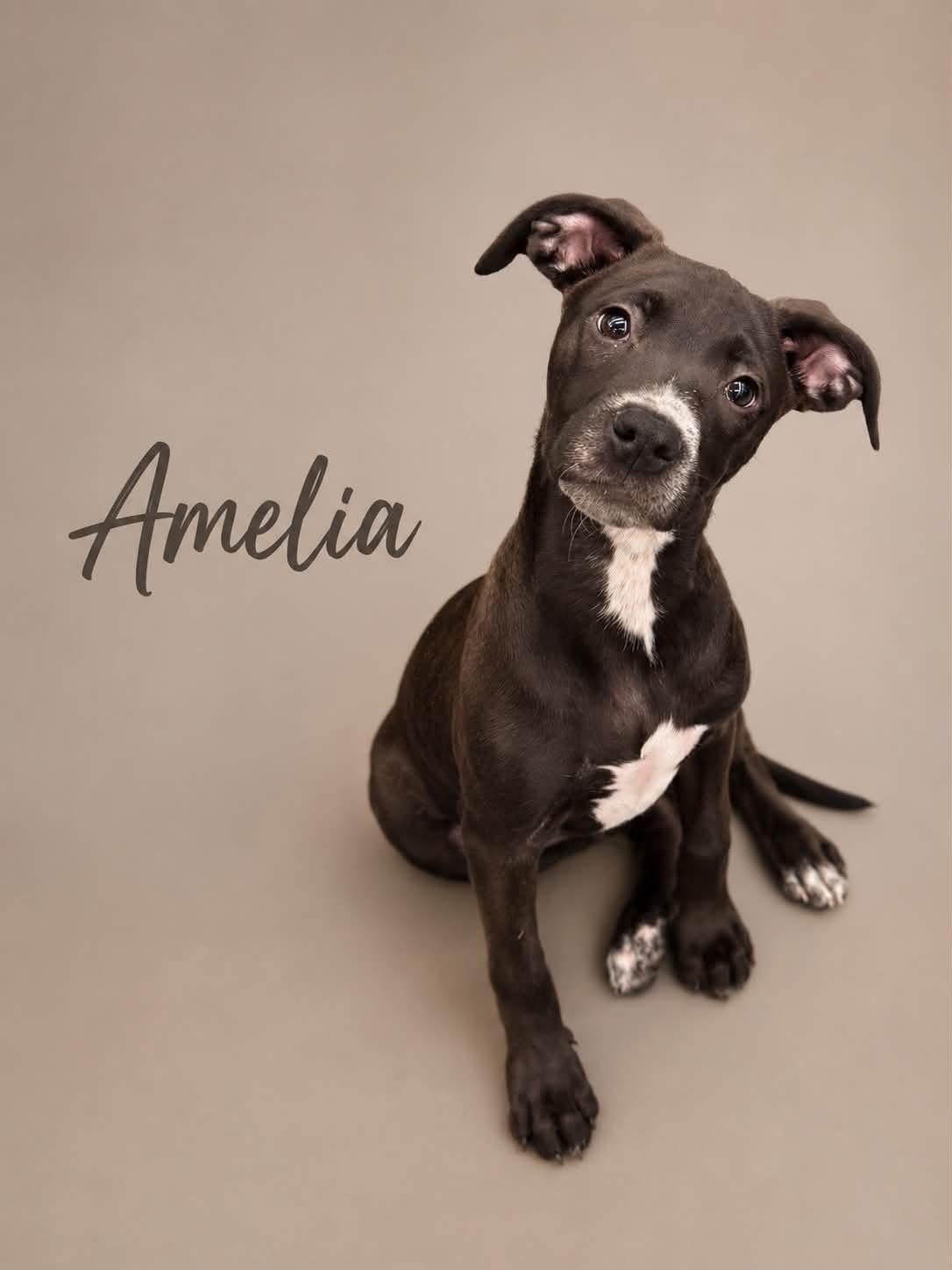 Enlarge Amelia, a ADOPTABLE Mixed Breed in MYRTLE BEACH, SC image 1/1