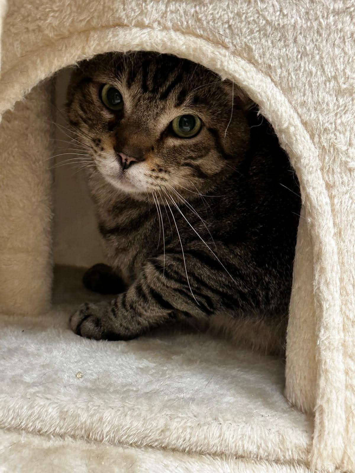 Tyson 2, ADOPTABLE, Adult Male Tabby.