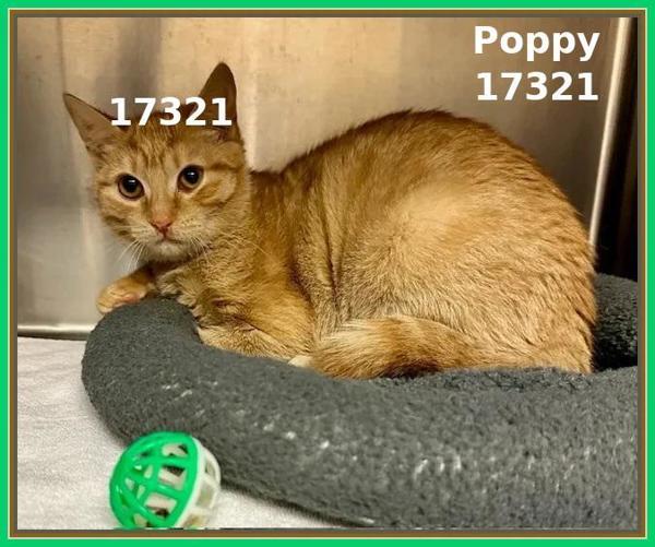 Poppy (635) — thumbnail 3