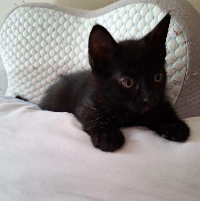 Oreo (13), an adoptable Domestic Short Hair in Mexicali, BCN, 21280 | Photo Image 3