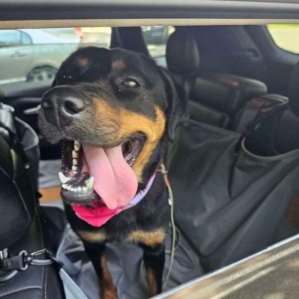 Enlarge Peach, a Adoptable Rottweiler in Birdsboro, PA image 1/6