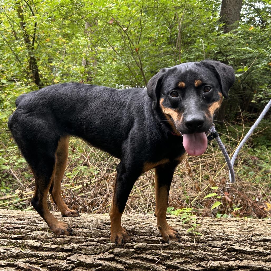 Peach, a Adoptable Rottweiler in Birdsboro, PA image 2/6