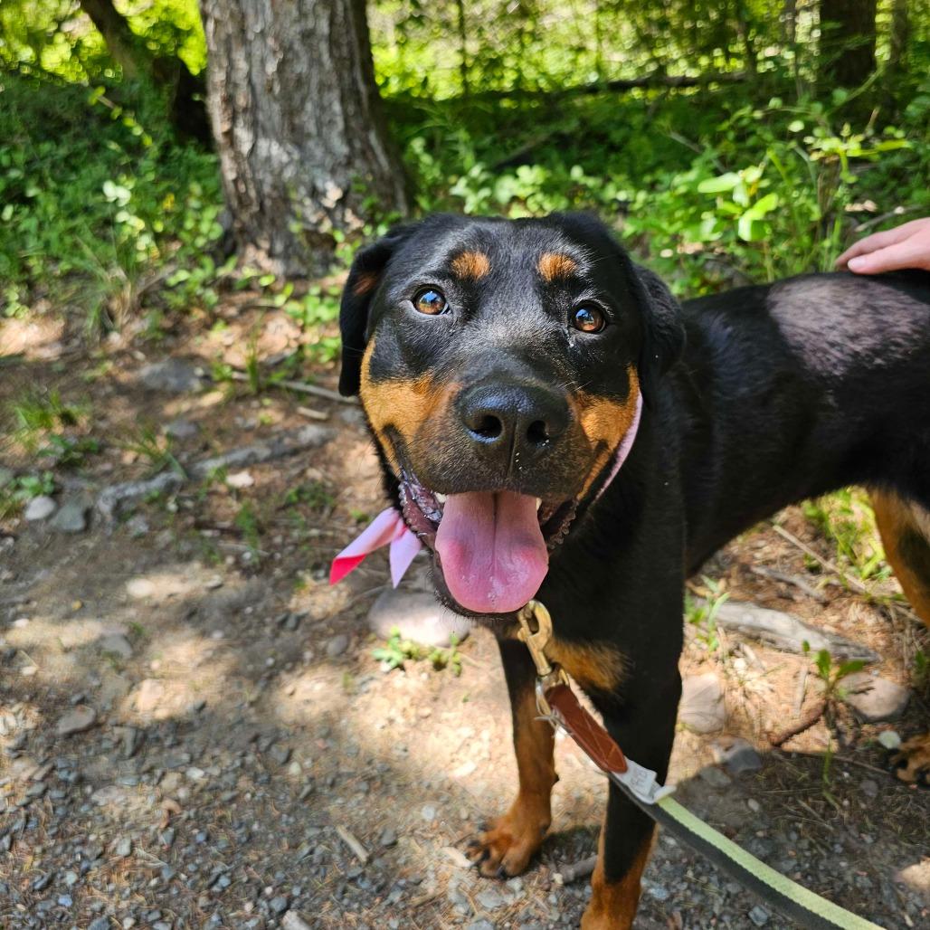 Enlarge Peach, a Adoptable Rottweiler in Birdsboro, PA image 2/6