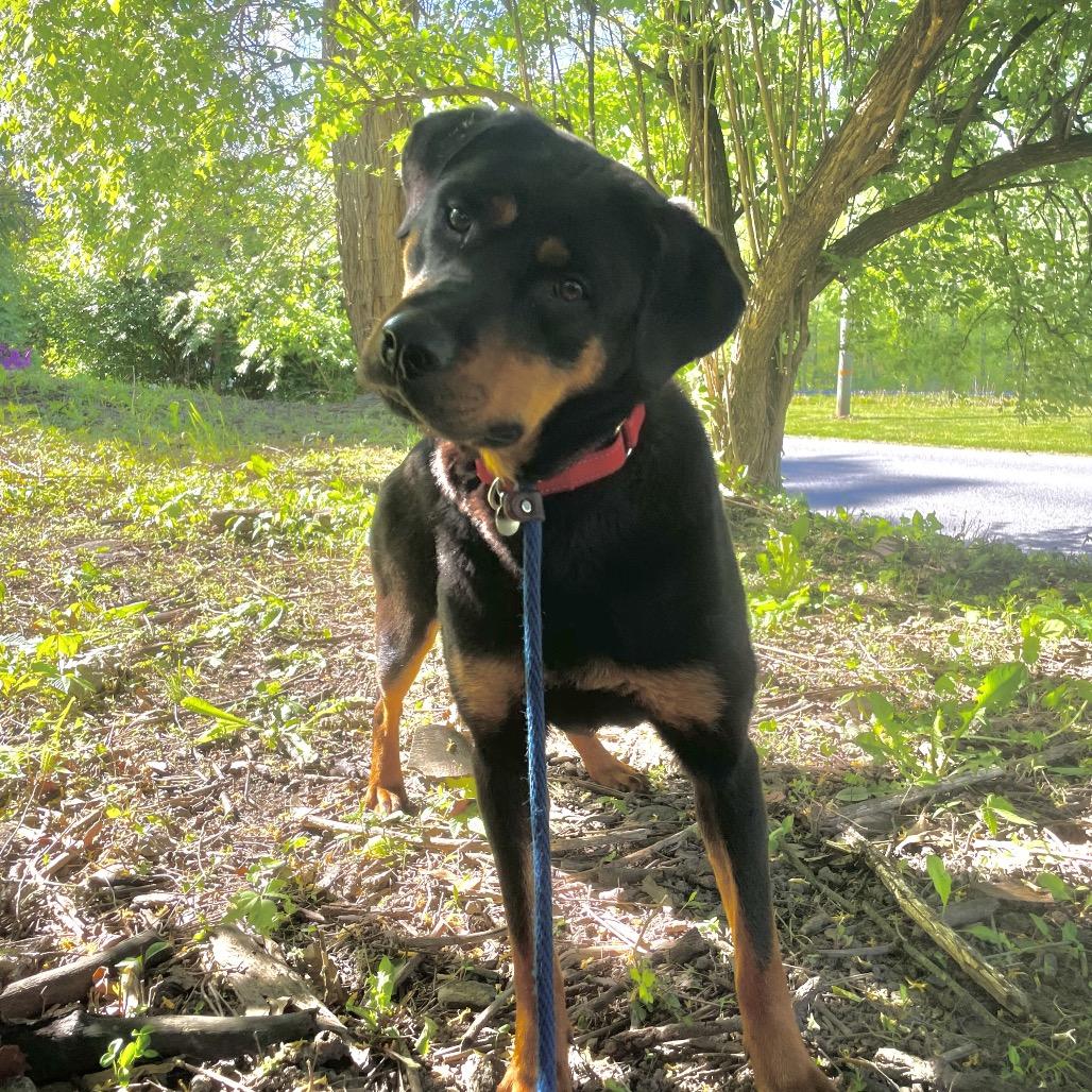 Peach, a Adoptable Rottweiler in Birdsboro, PA image 1/3