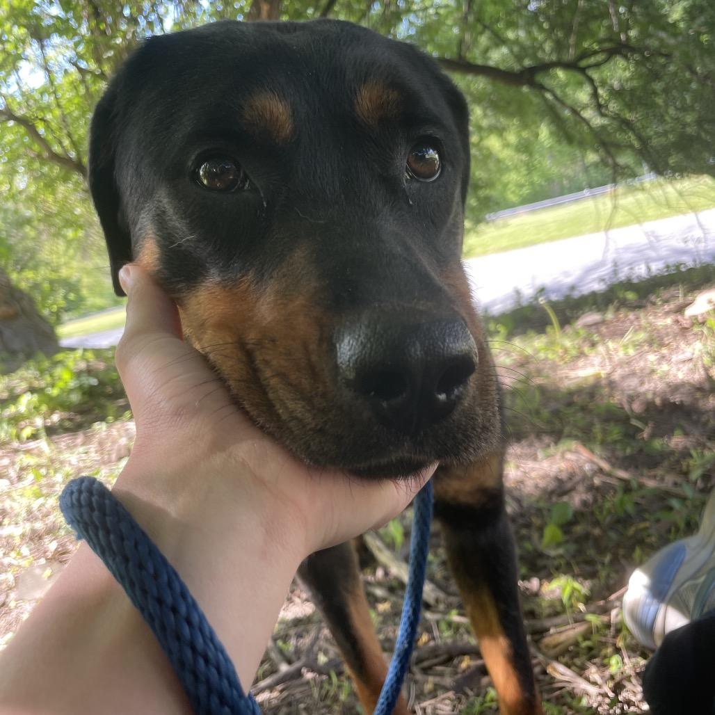 Peach, a Adoptable Rottweiler in Birdsboro, PA image 2/3