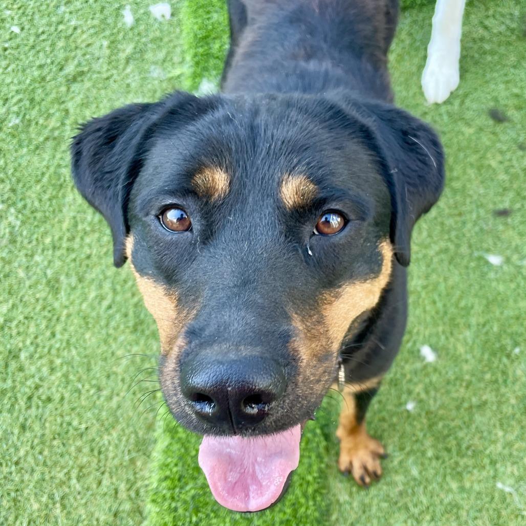 Enlarge Peach, a Adoptable Rottweiler in Birdsboro, PA image 5/6