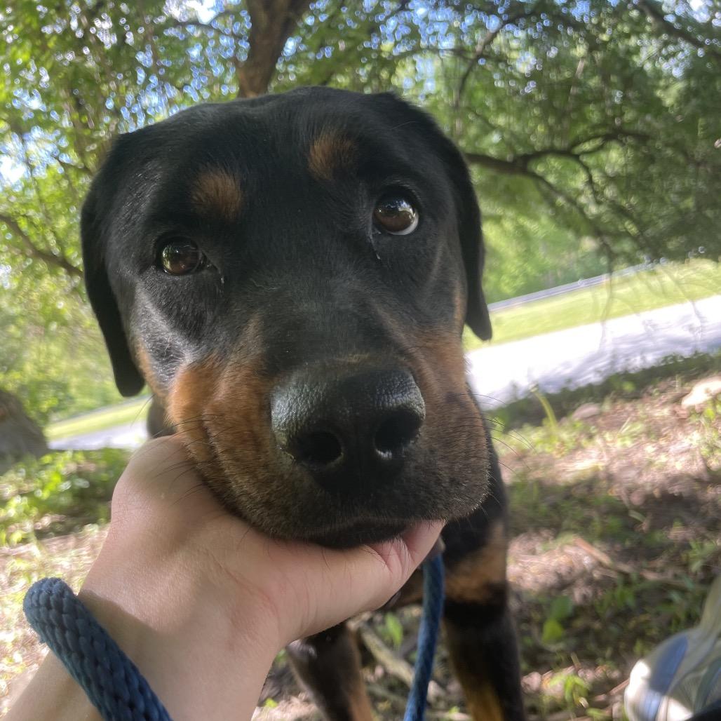 Peach, a Adoptable Rottweiler in Birdsboro, PA image 3/3