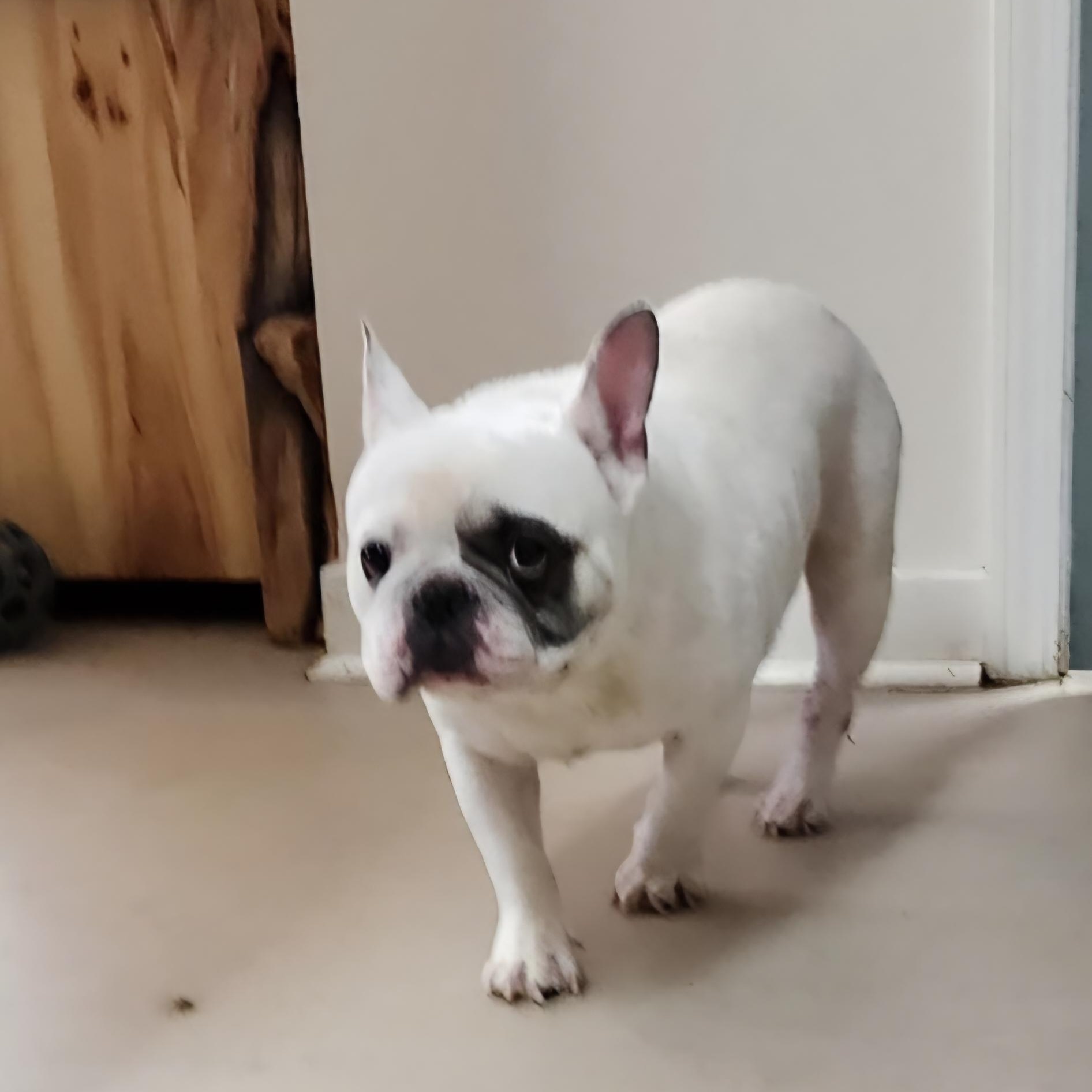 RUFUS, adopted, Adult Male French Bulldog.