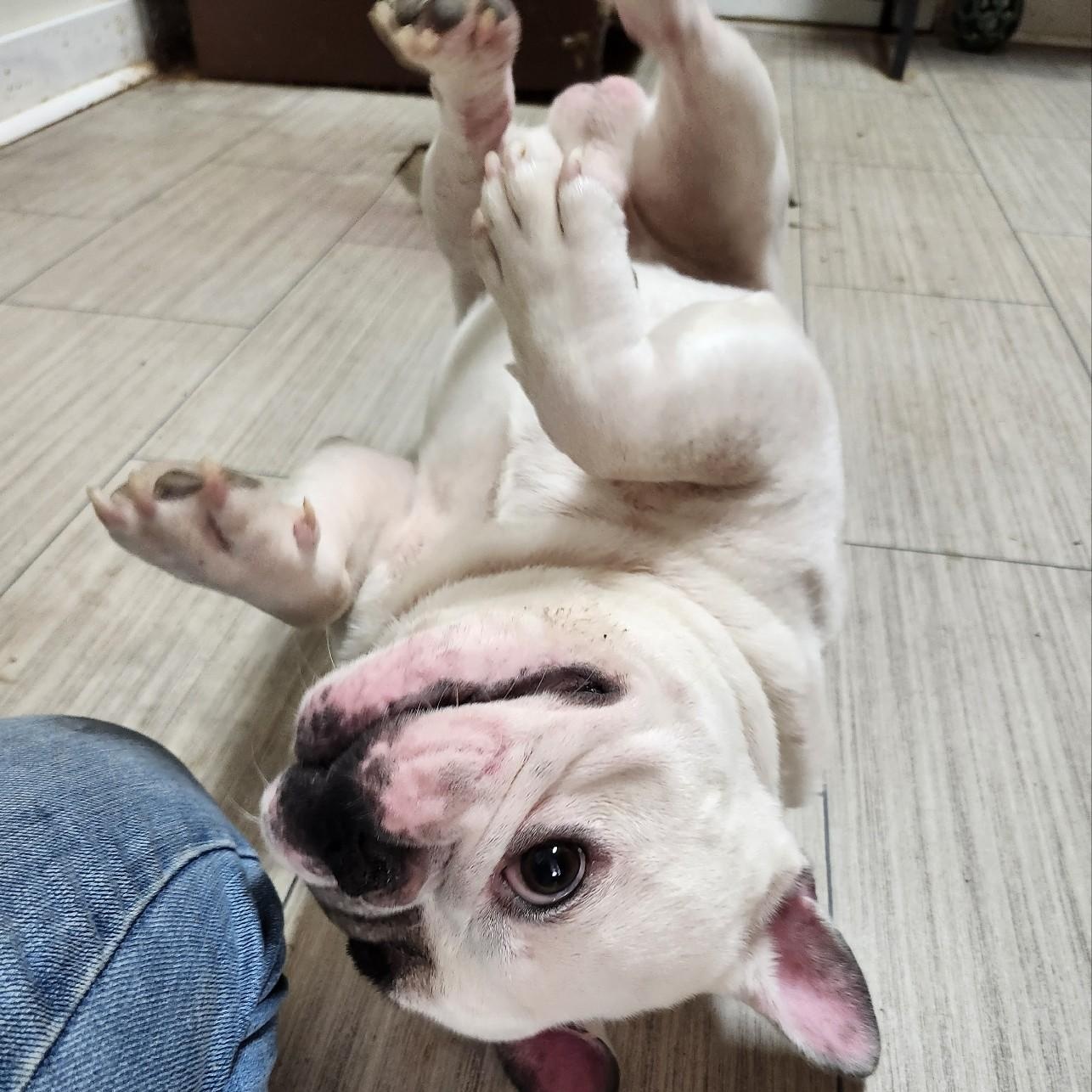 RUFUS, an adopted French Bulldog in Chicopee, MA image 2/5
