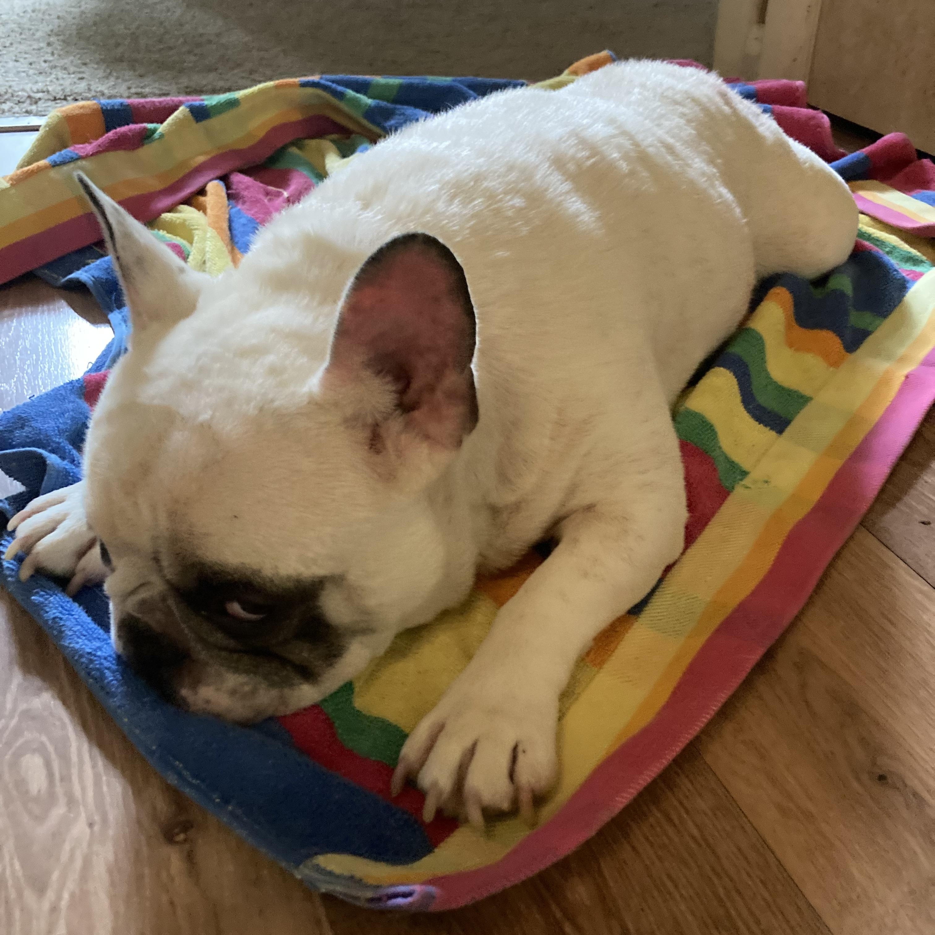 RUFUS, an adopted French Bulldog in Chicopee, MA image 3/5