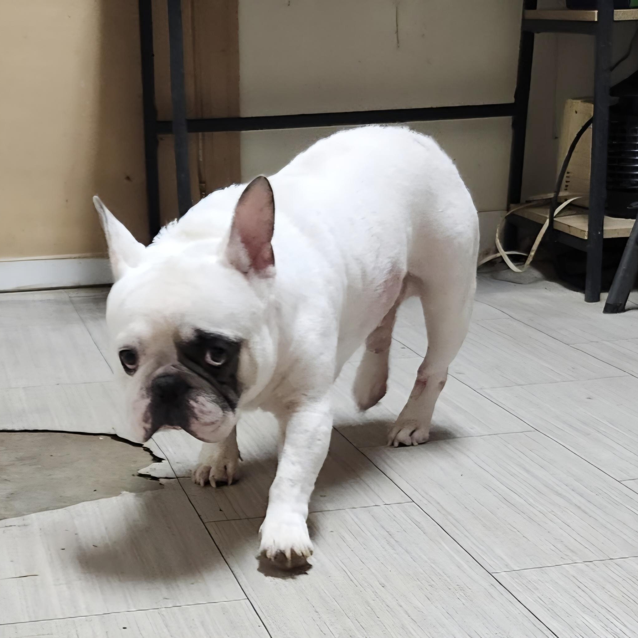 RUFUS, an adopted French Bulldog in Chicopee, MA image 5/5