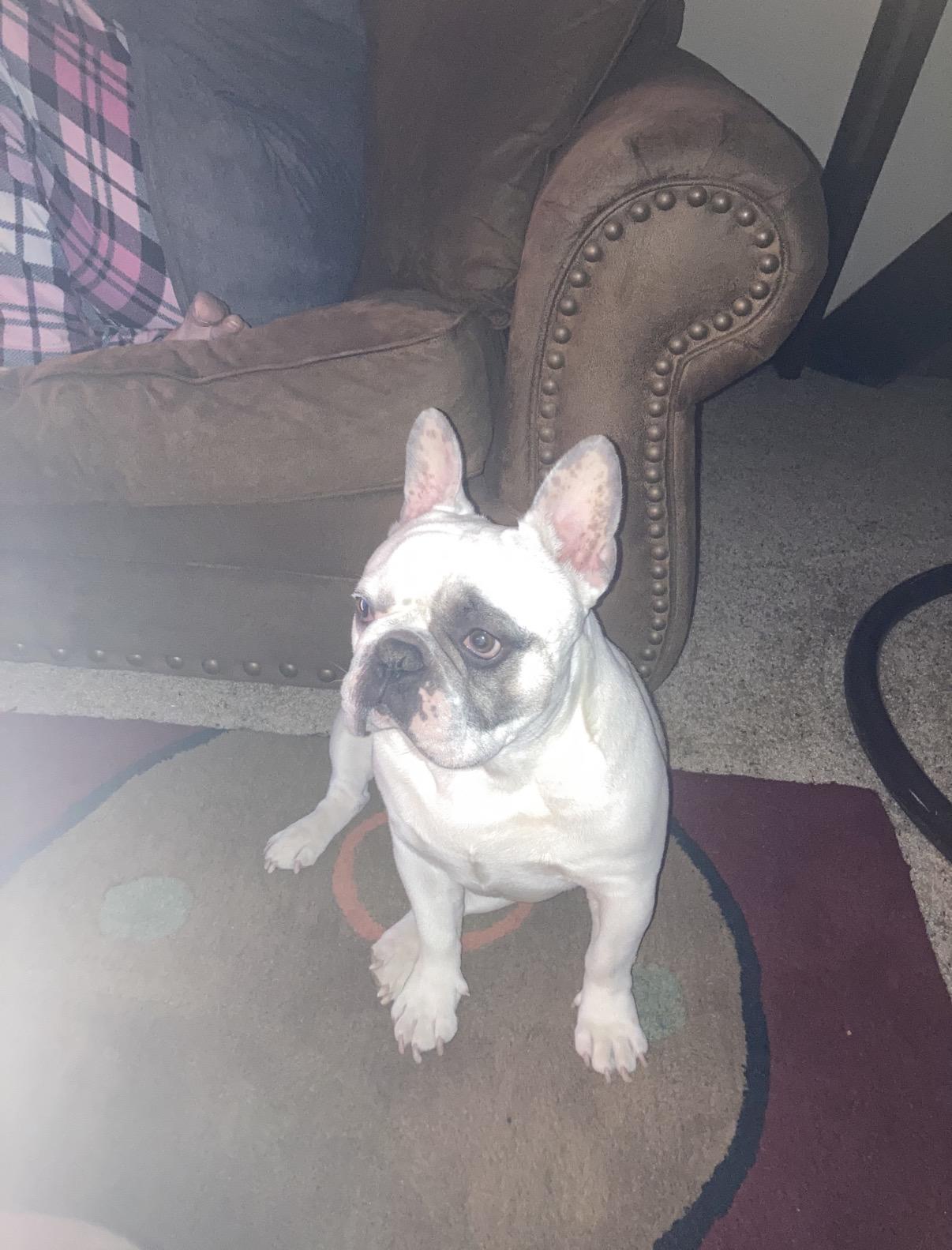 RUFUS, an adopted French Bulldog in Chicopee, MA image 4/5