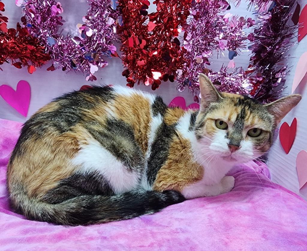Enlarge Rainbow, a Adoptable mixed breed in Washington Court House, OH image 1/1