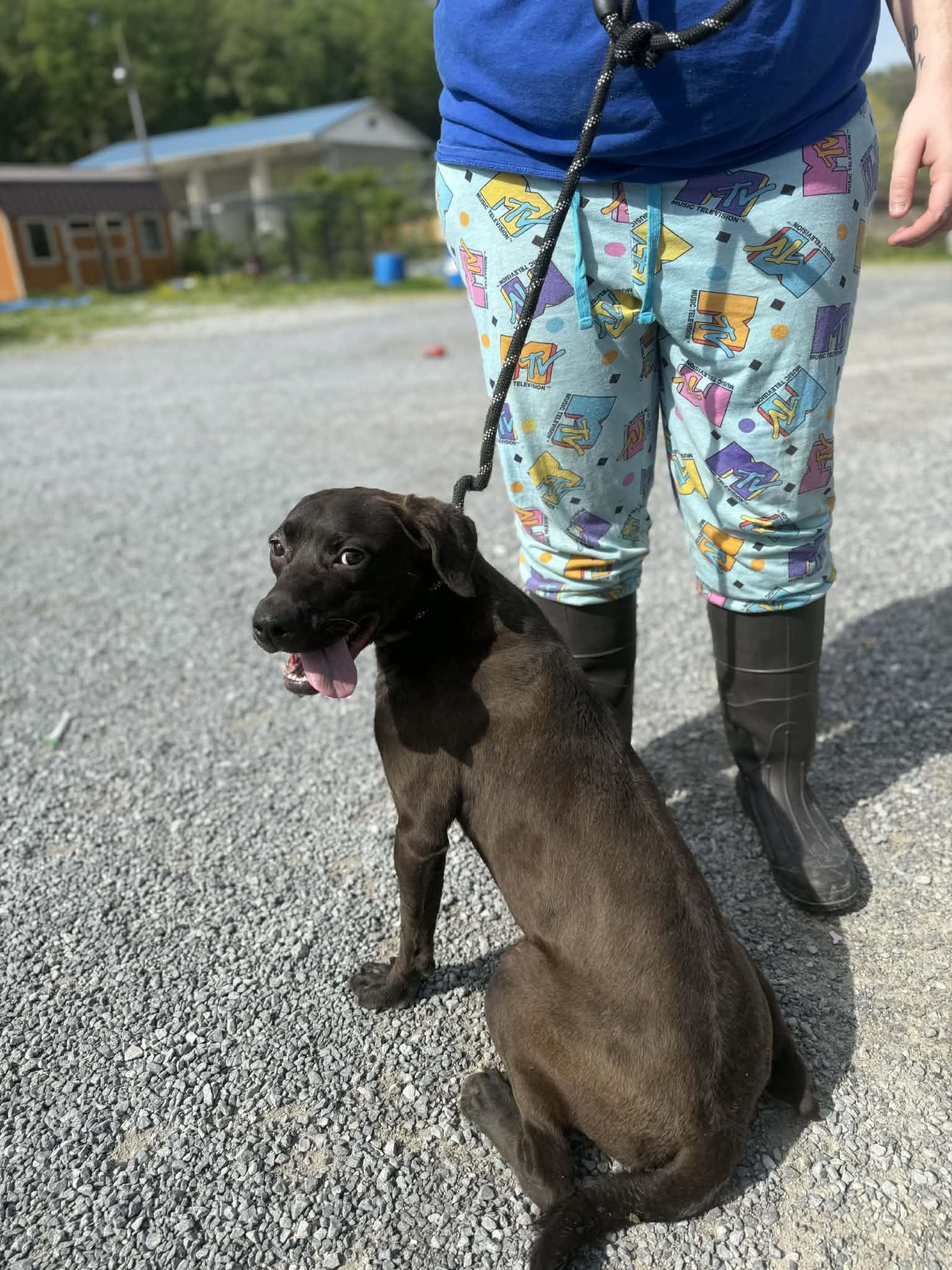 Enlarge Raven, a ADOPTABLE mixed breed in Baxter, KY image 4/4