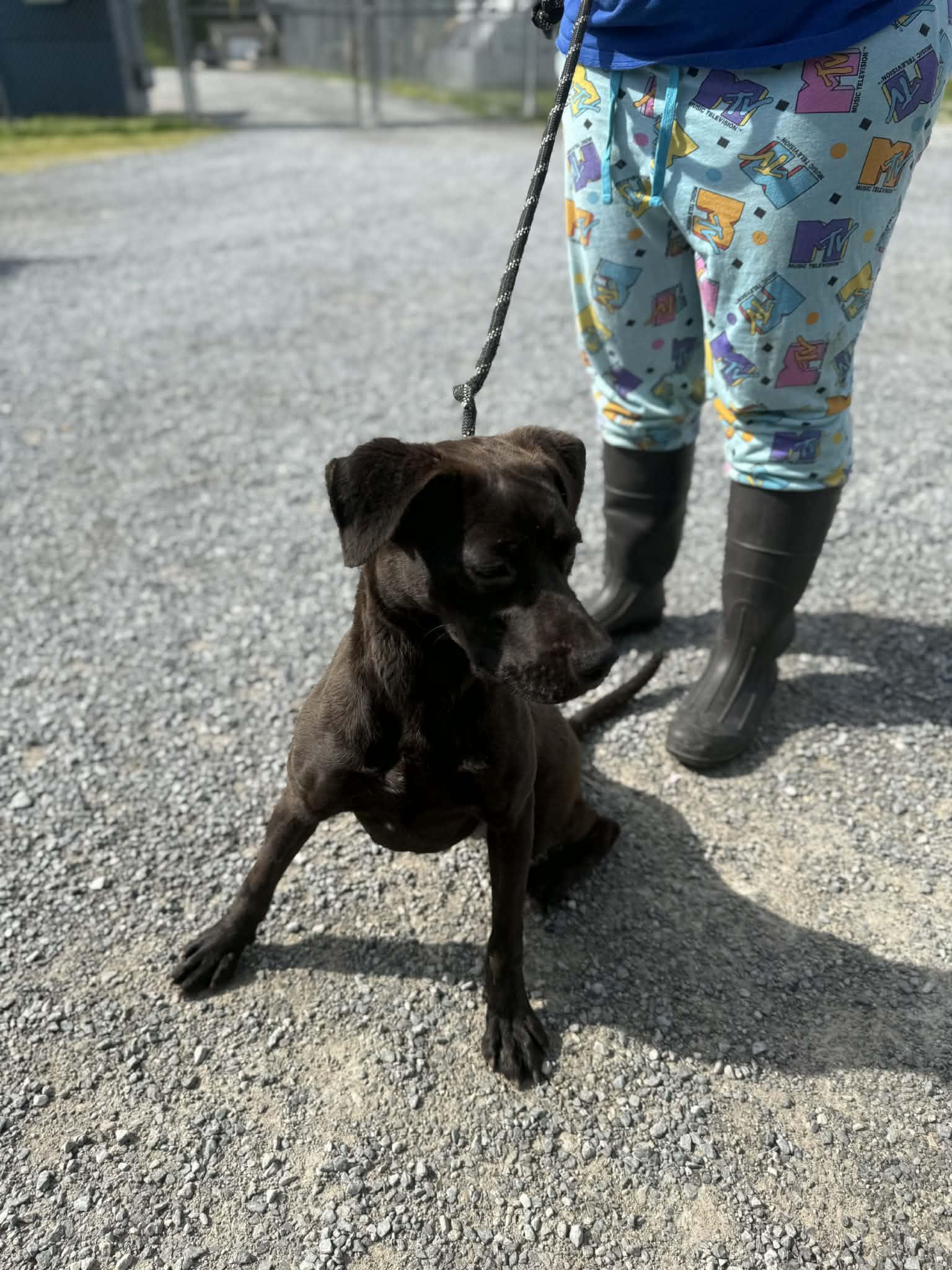 Enlarge Raven, a ADOPTABLE mixed breed in Baxter, KY image 3/4
