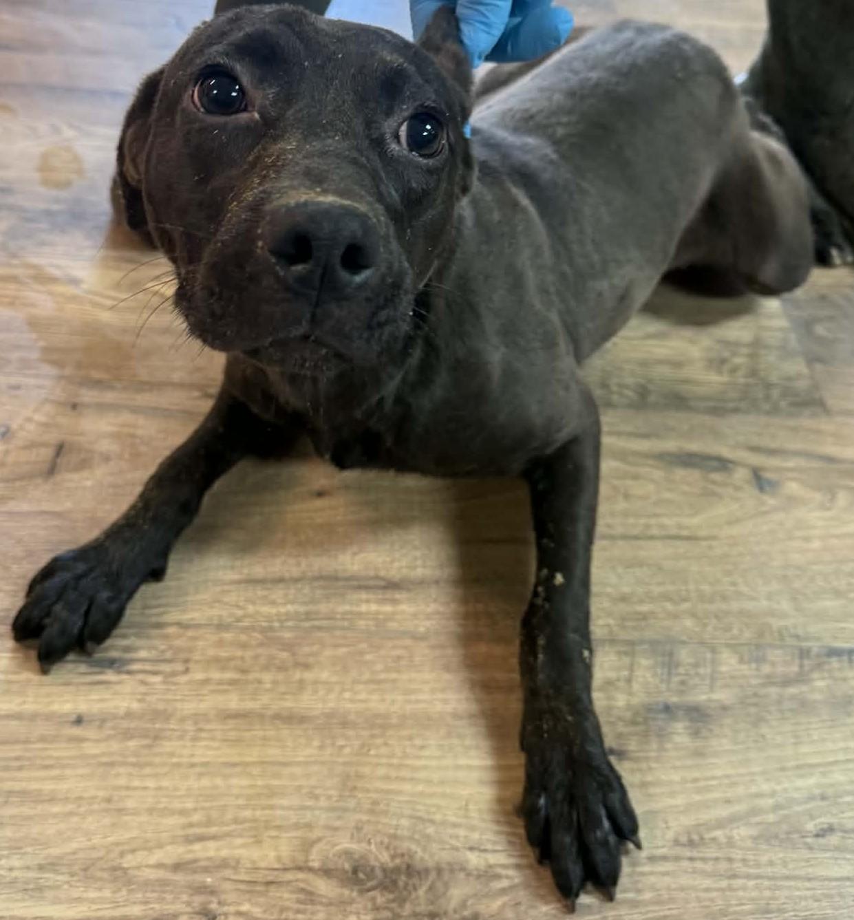 Enlarge Raven, a ADOPTABLE mixed breed in Baxter, KY image 2/4