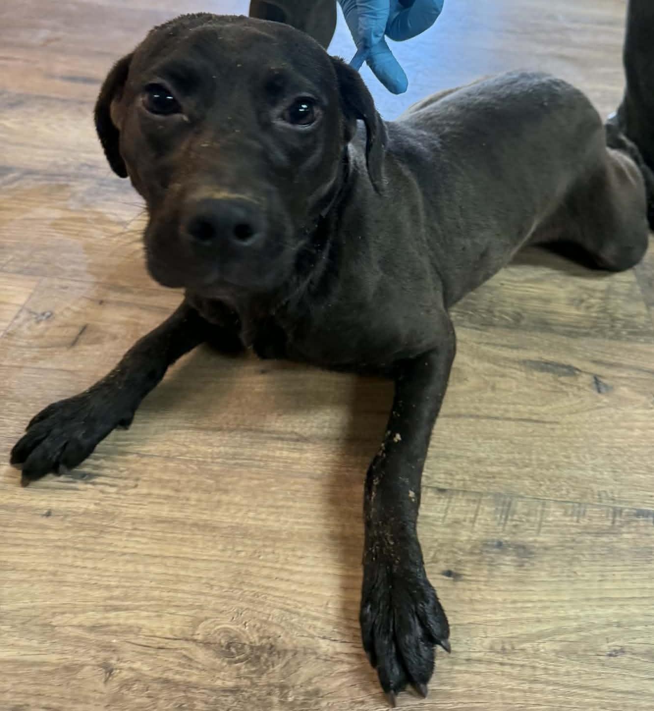 Raven, ADOPTABLE, Young Female Black Labrador Retriever.