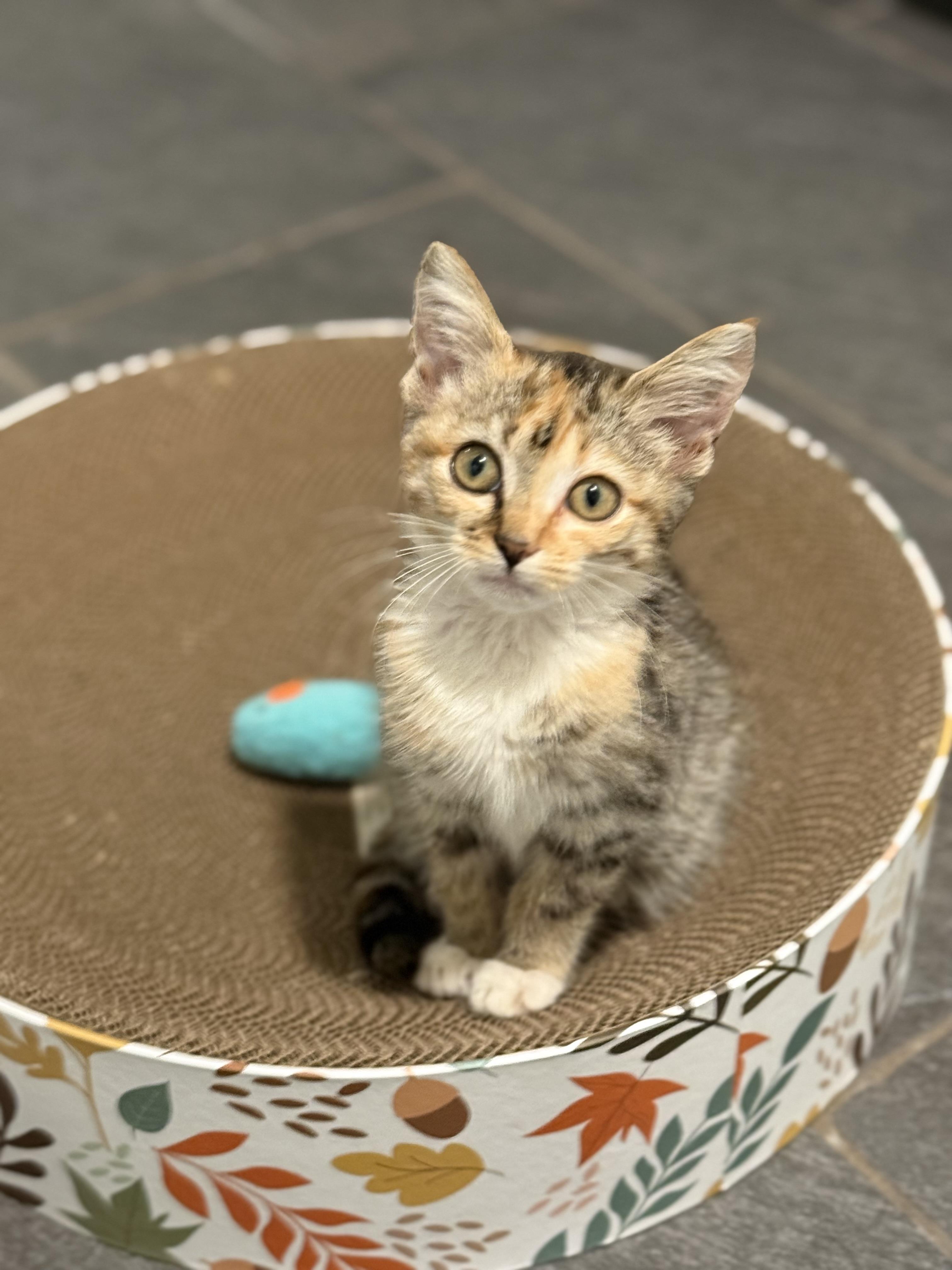 Enlarge Mische, a Adoptable American Shorthair in Hickory, NC image 2/4