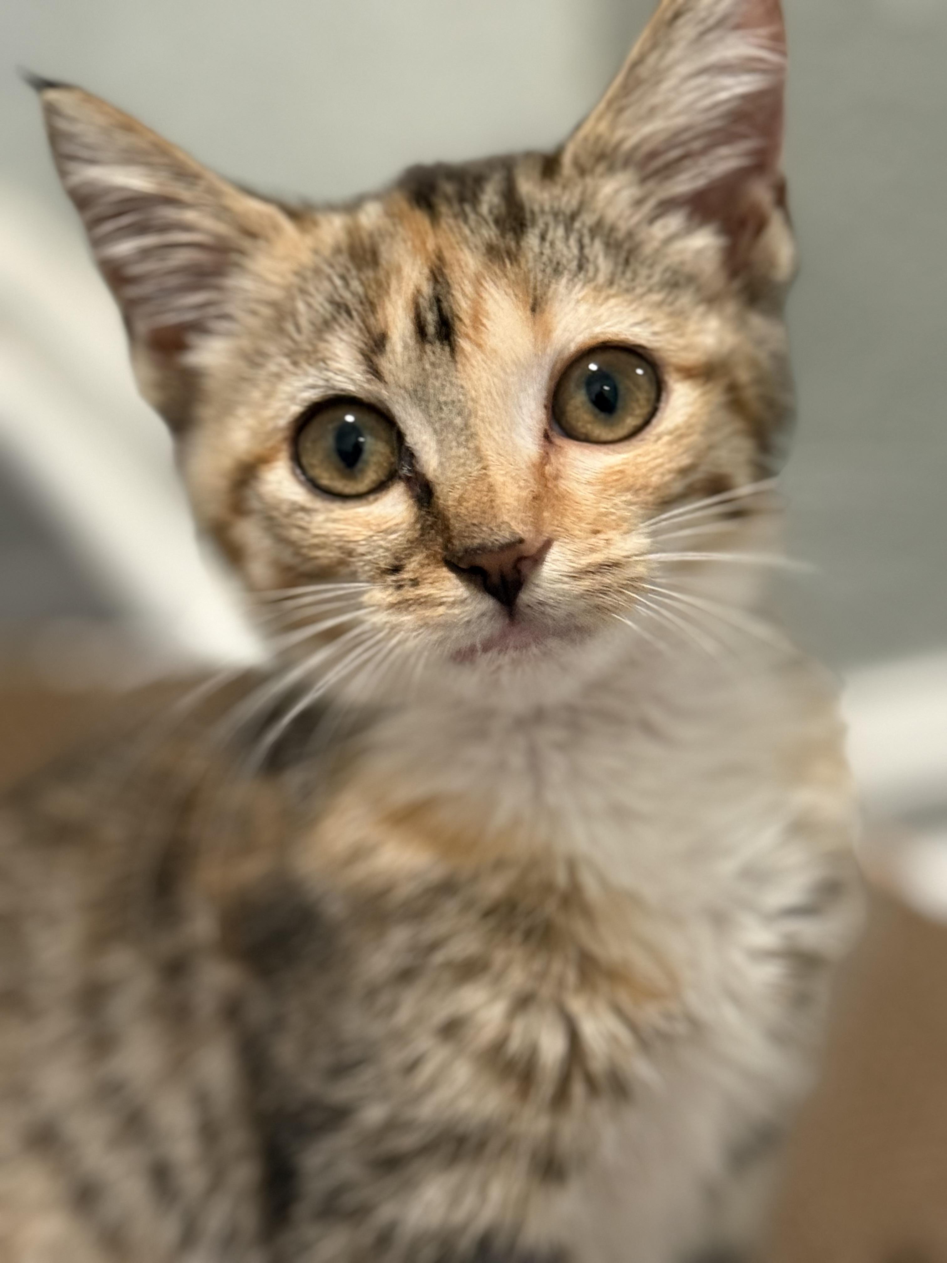 Enlarge Mische, a Adoptable American Shorthair in Hickory, NC image 3/4