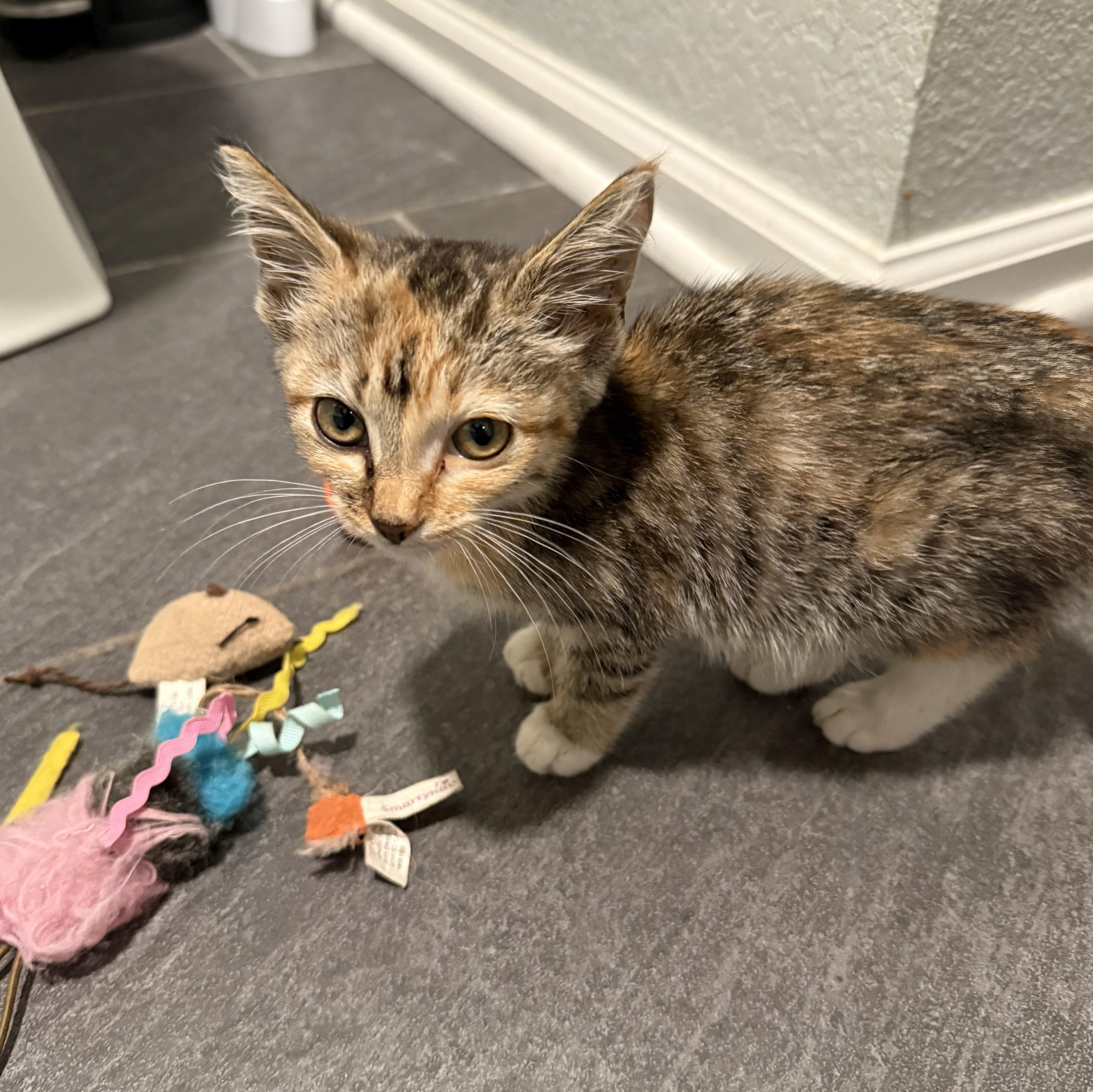 Enlarge Mische, a Adoptable American Shorthair in Hickory, NC image 4/4