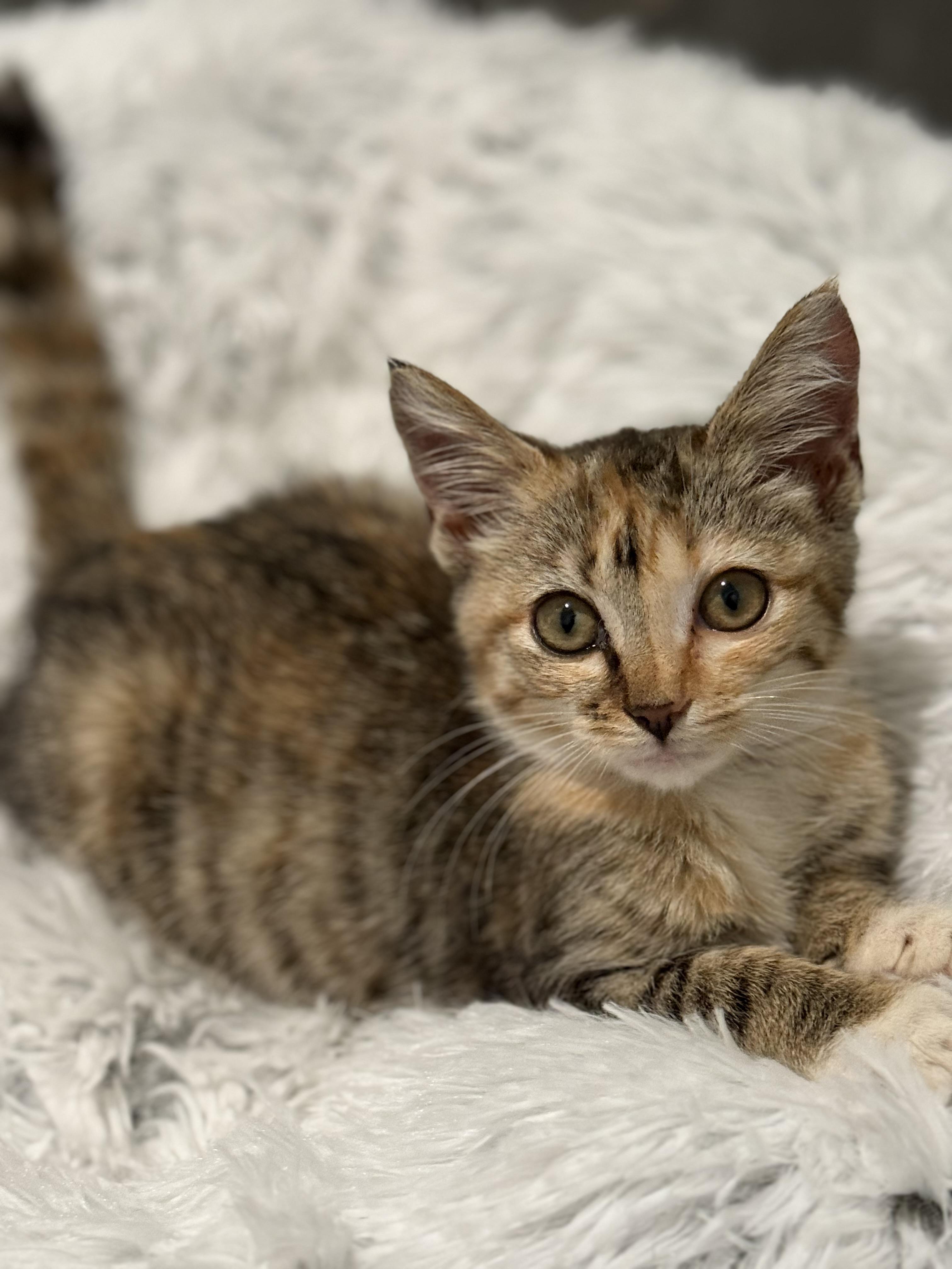 Mische, Adoptable, Young Female American Shorthair.