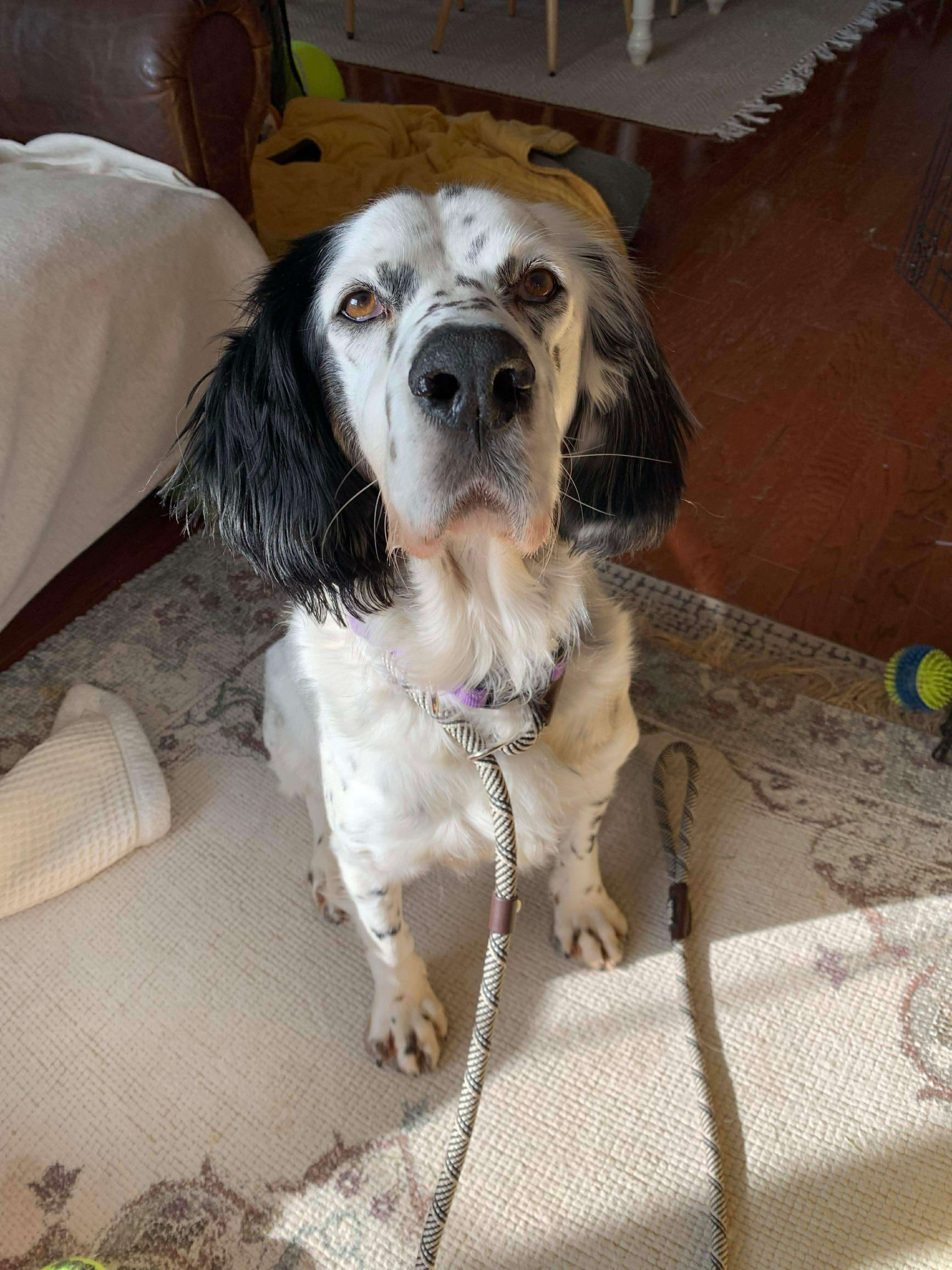 Darlin, Adoptable, Adult Female Setter.