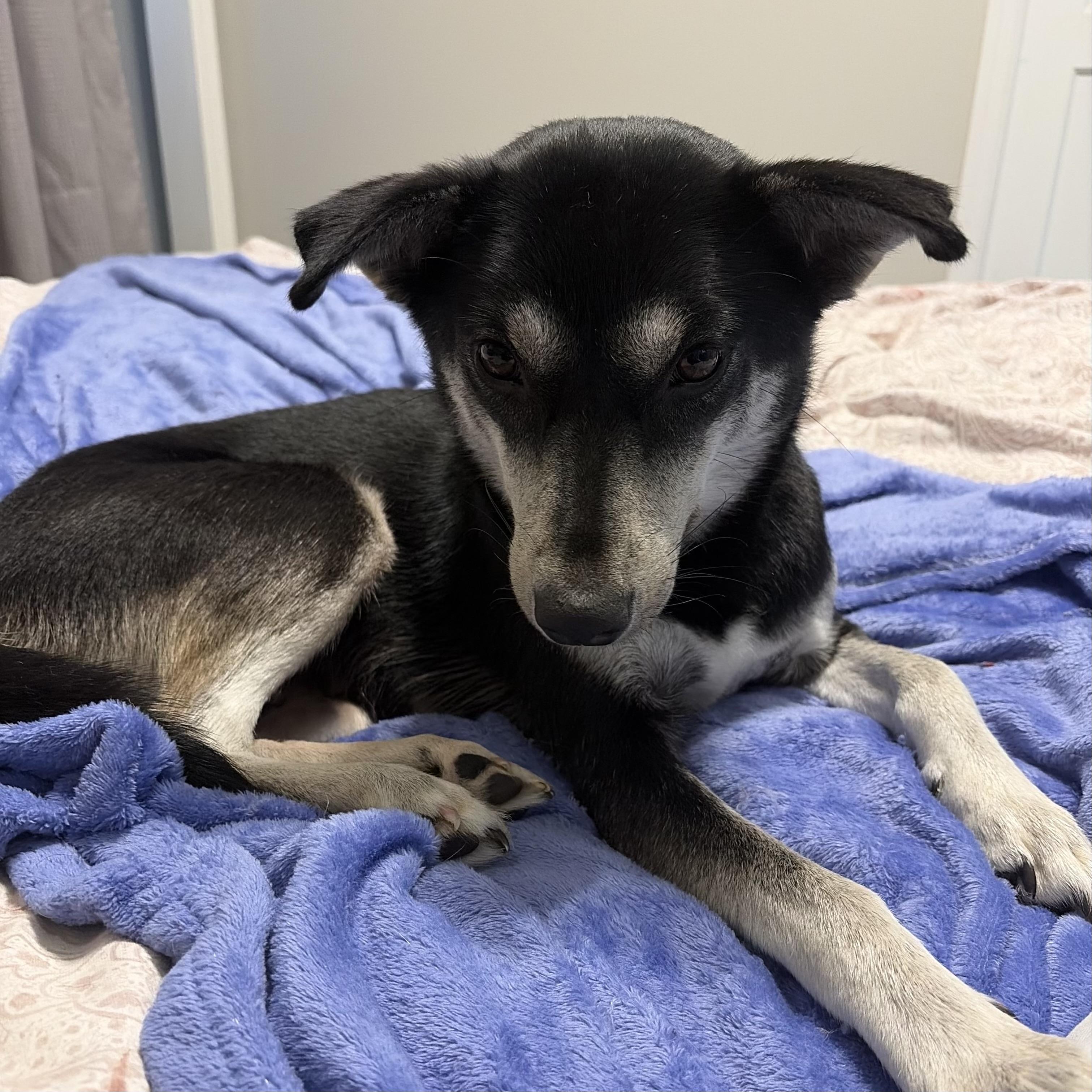 Sophie — thumbnail 5