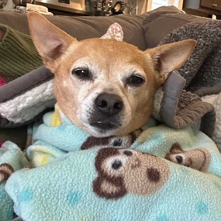 Enlarge Rosie, an adopted Chihuahua in Menomonee Falls, WI image 4/4