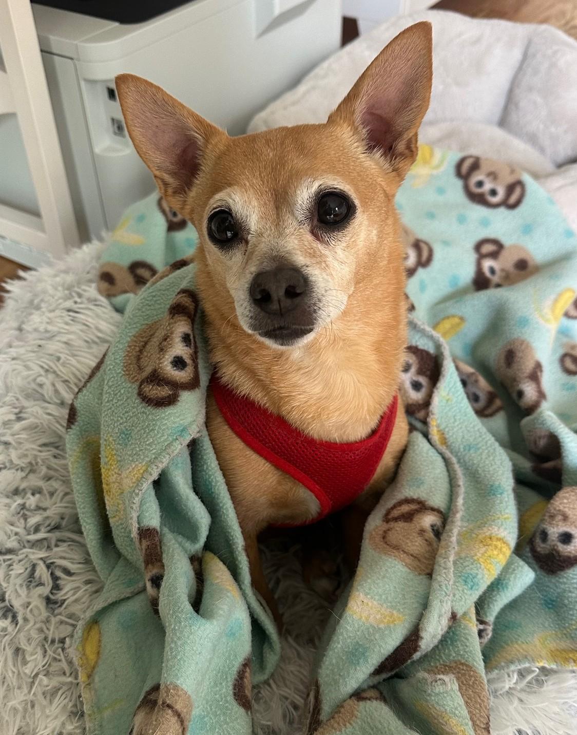 Enlarge Rosie, an adopted Chihuahua in Menomonee Falls, WI image 1/4