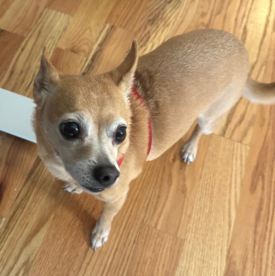 Enlarge Rosie, an adopted Chihuahua in Menomonee Falls, WI image 3/4