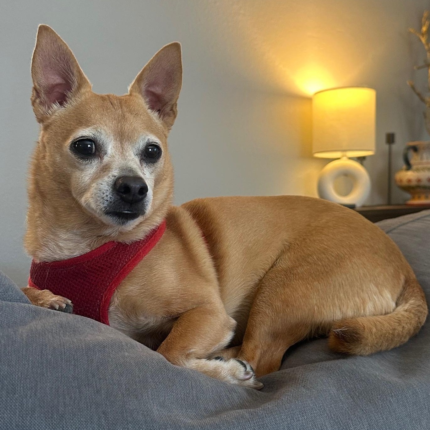Enlarge Rosie, an adopted Chihuahua in Menomonee Falls, WI image 2/4