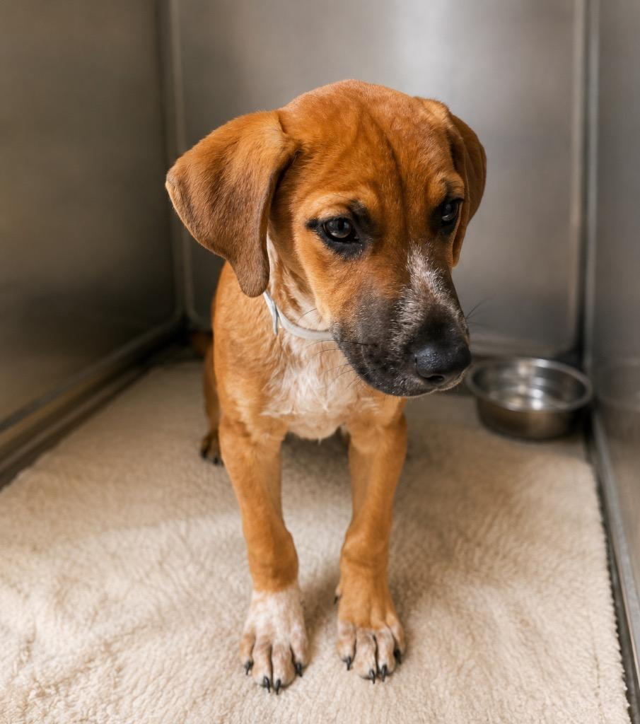 Rusty, Adoptable, Puppy Male Hound & Labrador Retriever.