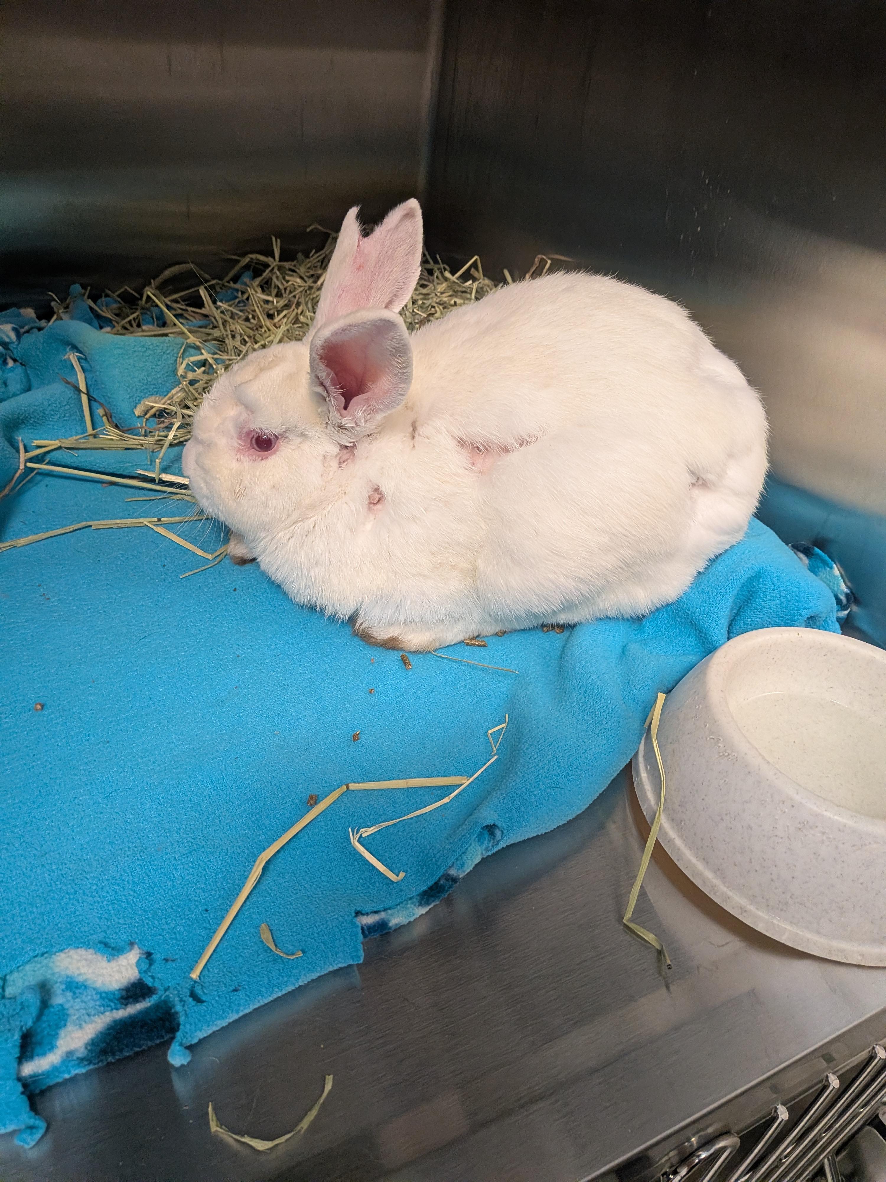 Enlarge Alfredo, a Adoptable Californian in Grand Rapids, MI image 1/1