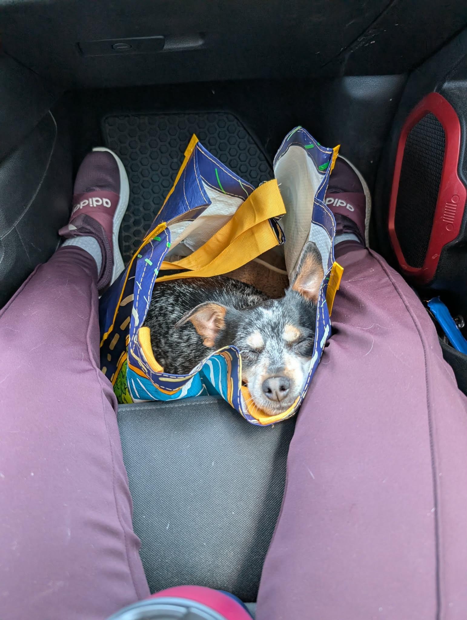 Enlarge Dumpling, a ADOPTABLE mixed breed in Philadelphia, PA image 5/5