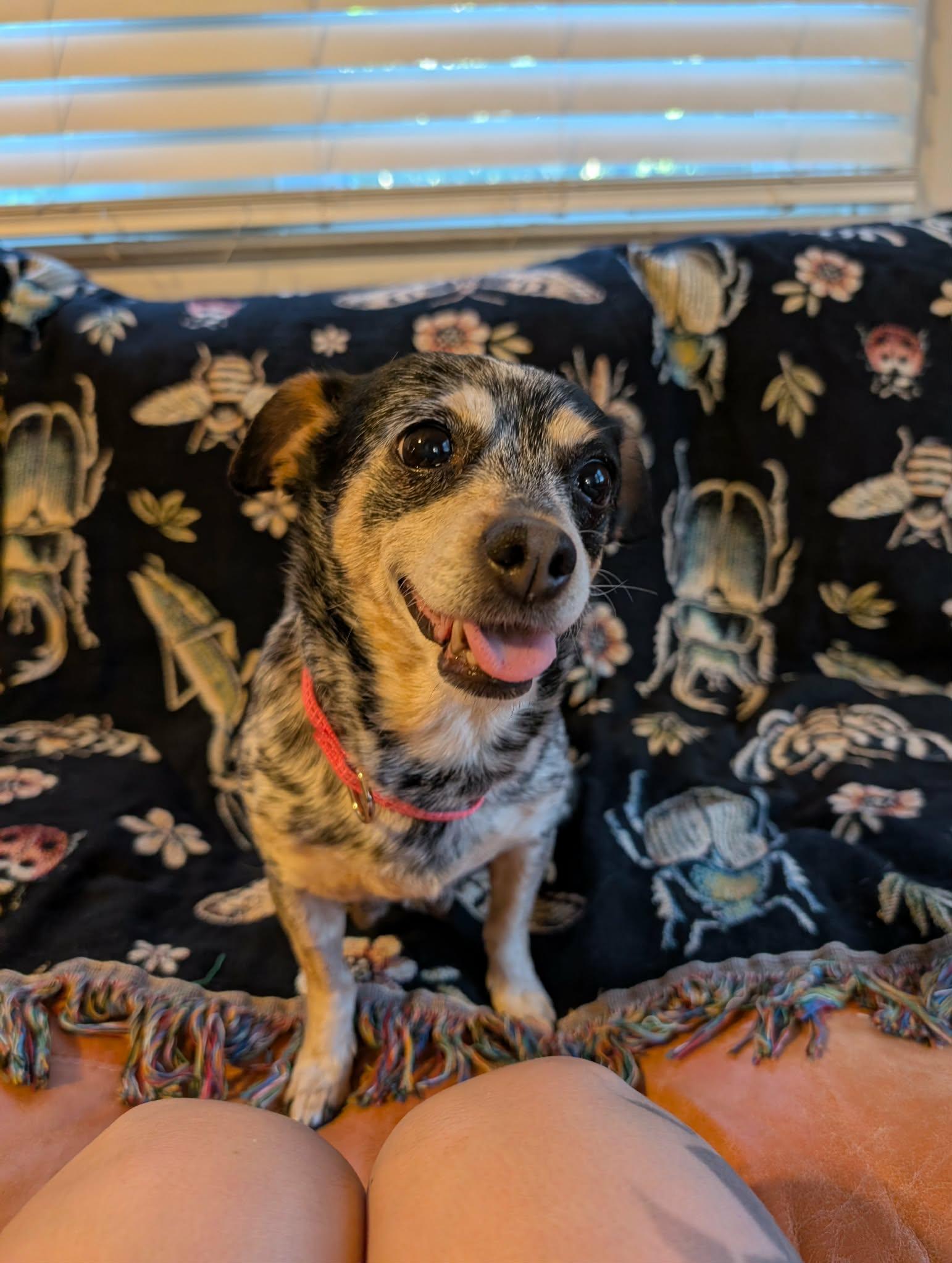 Enlarge Dumpling, a ADOPTABLE mixed breed in Philadelphia, PA image 2/5