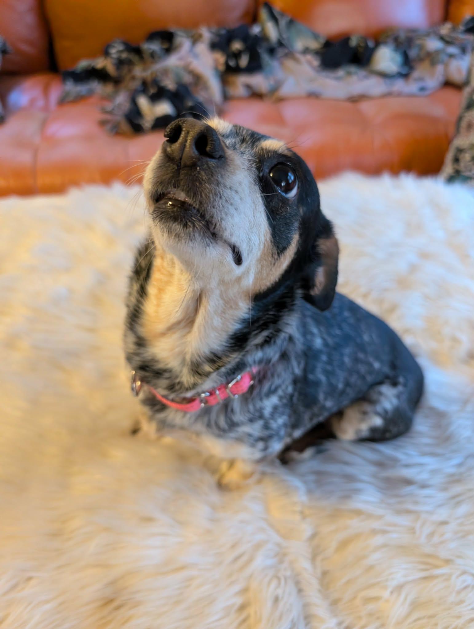 Enlarge Dumpling, a ADOPTABLE mixed breed in Philadelphia, PA image 1/5