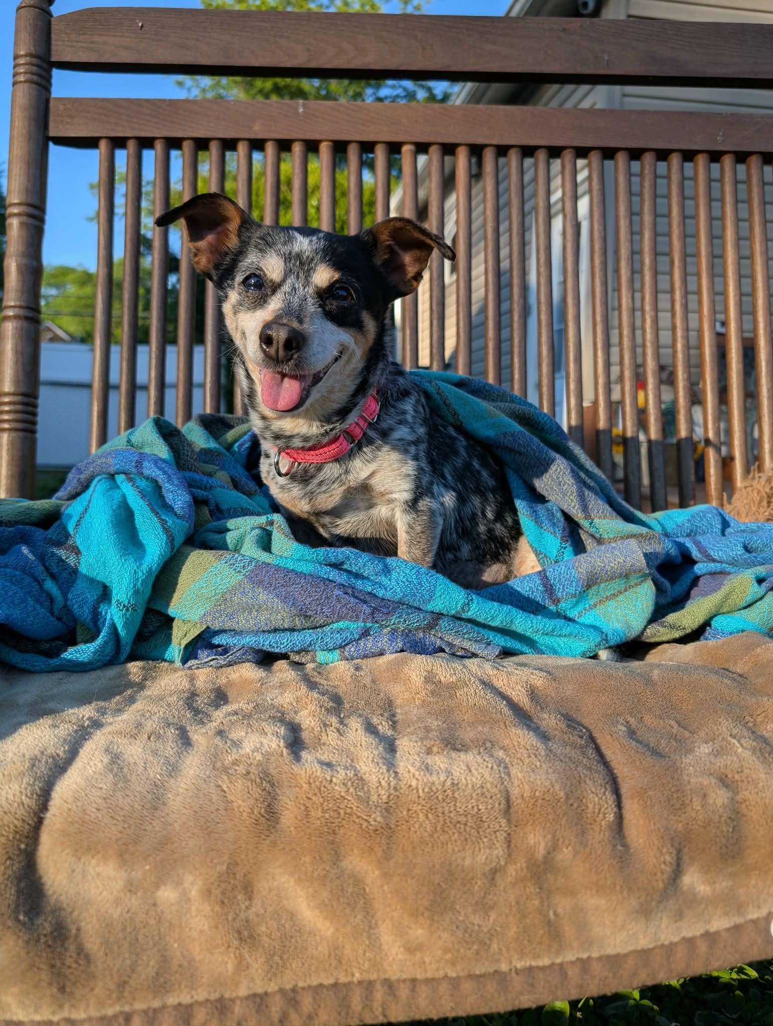 Enlarge Dumpling, a ADOPTABLE mixed breed in Philadelphia, PA image 4/5