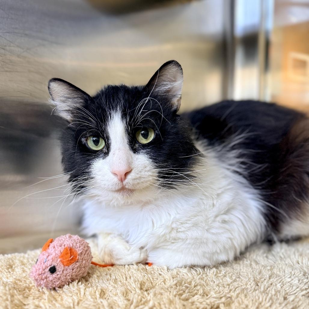 Tomas, Adoptable, Adult Male Domestic Long Hair.