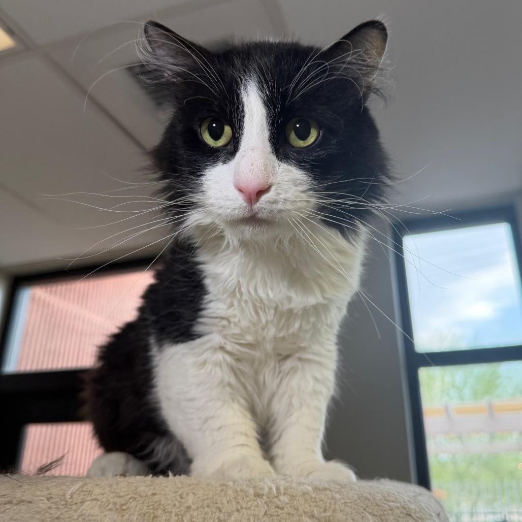 Enlarge Tomas, a Adoptable Domestic Long Hair in Palm Springs, CA image 2/3