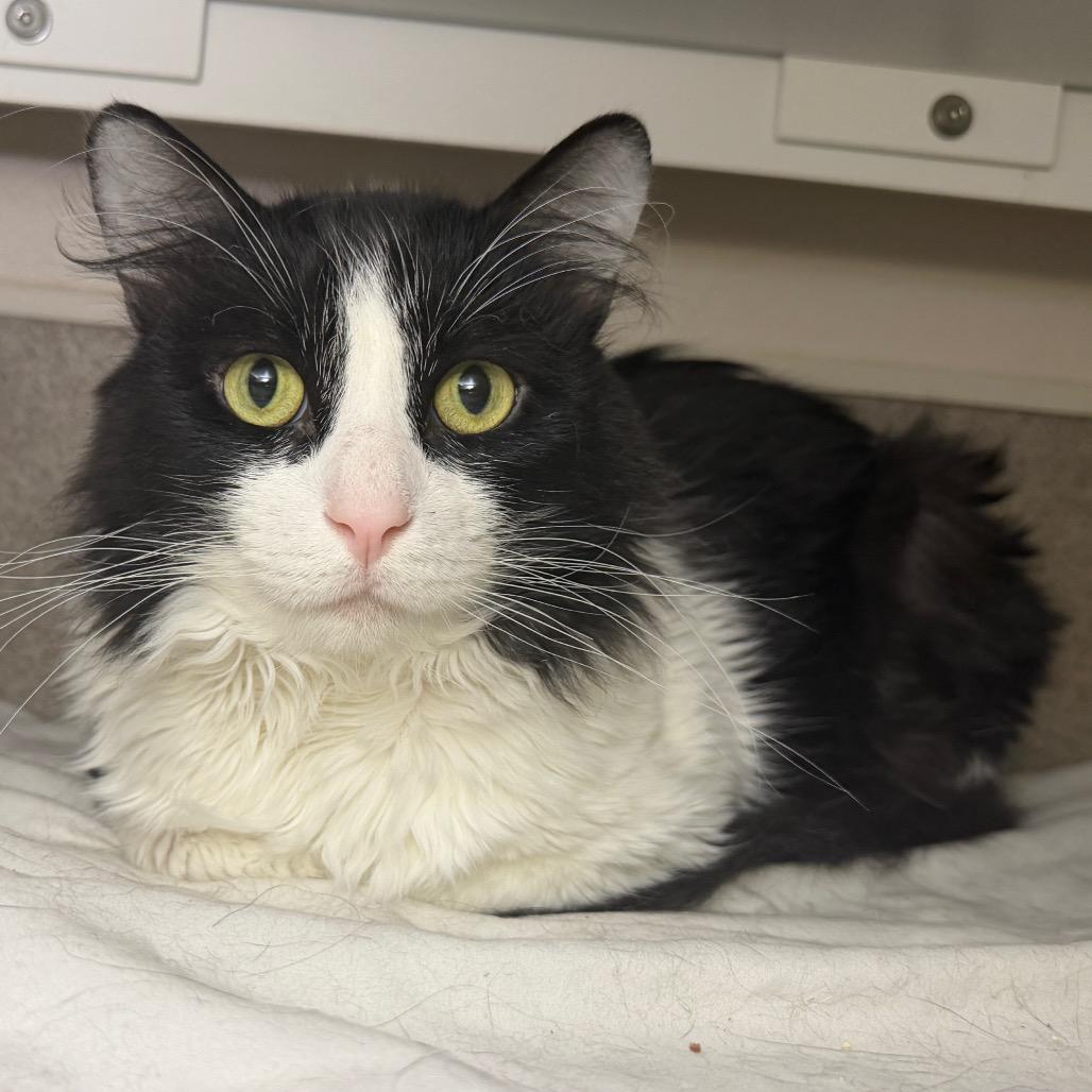 Enlarge Tomas, a Adoptable Domestic Long Hair in Palm Springs, CA image 3/3