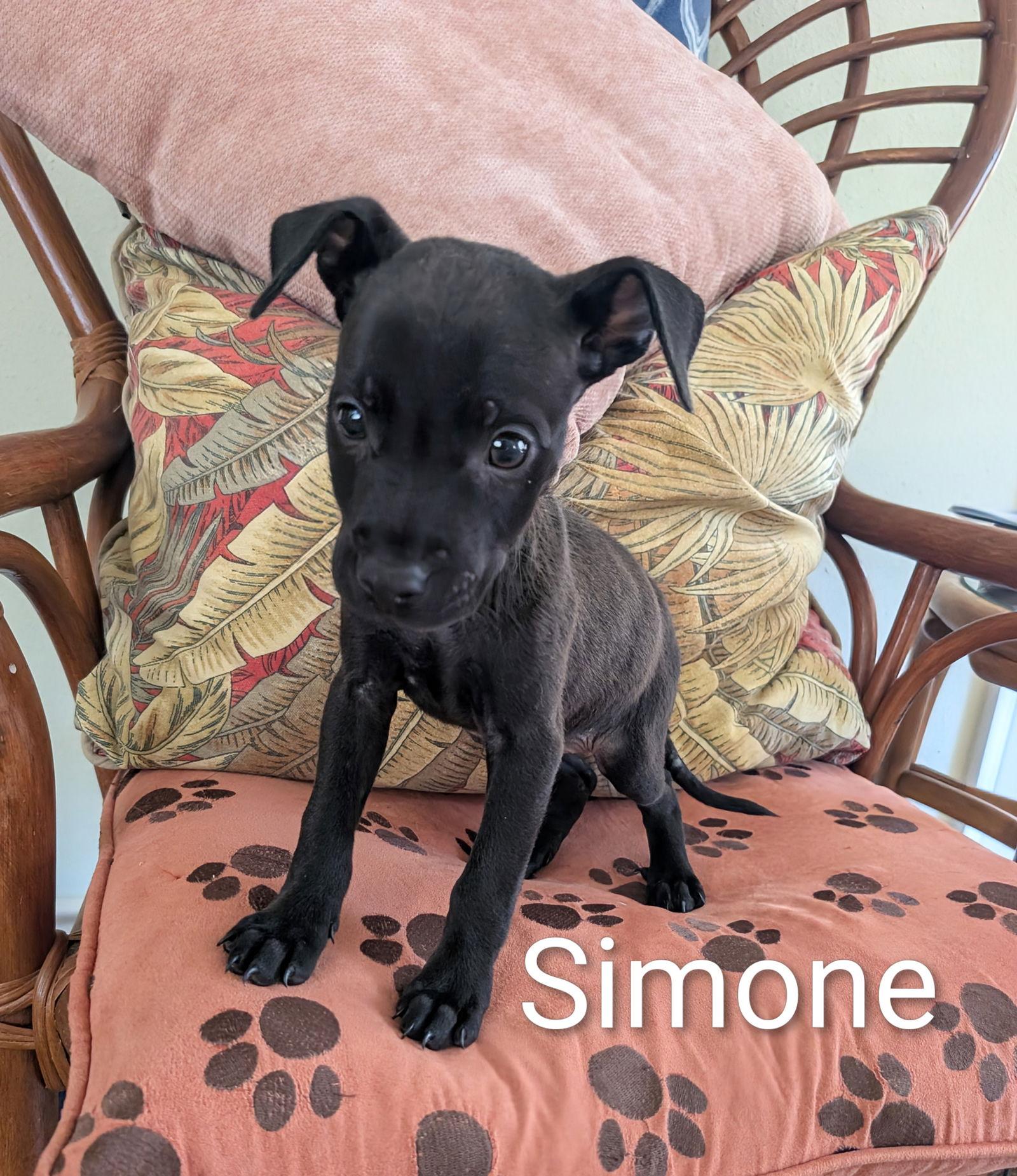 Simone, Adopted, Puppy Female Chihuahua.