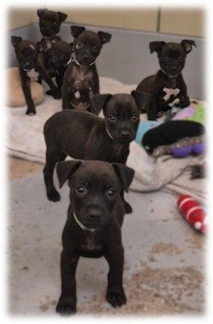 Simone, a Adopted Chihuahua in Evergreen, CO image 2/3