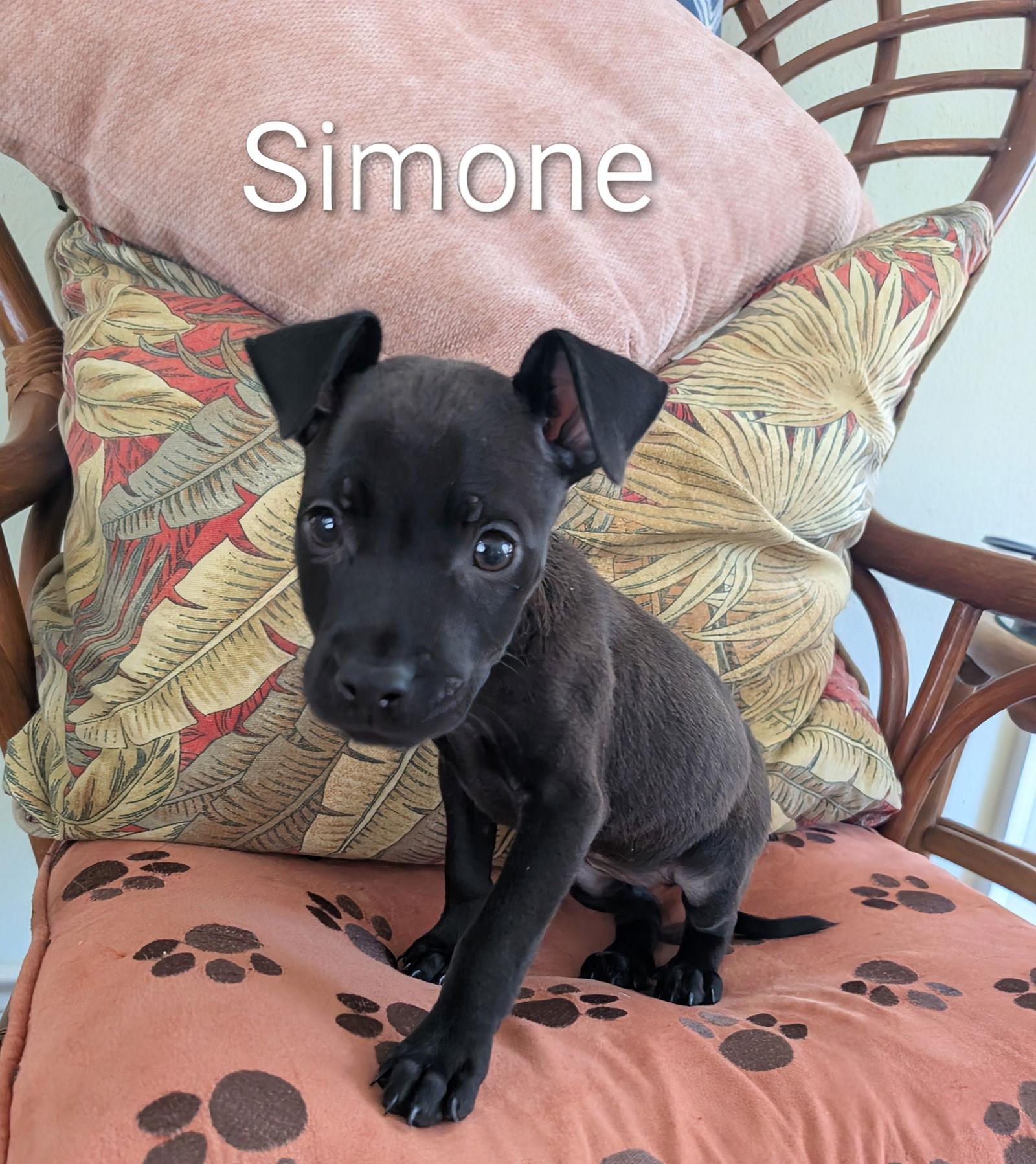 Simone, a Adopted Chihuahua in Evergreen, CO image 3/3