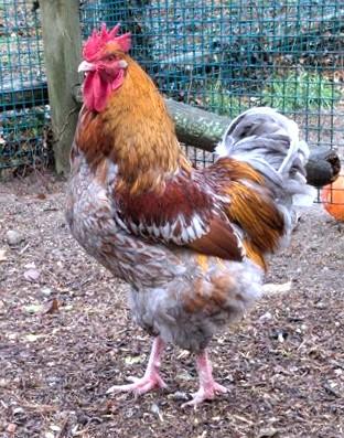 PIP, Adoptable, Young Male Chicken.