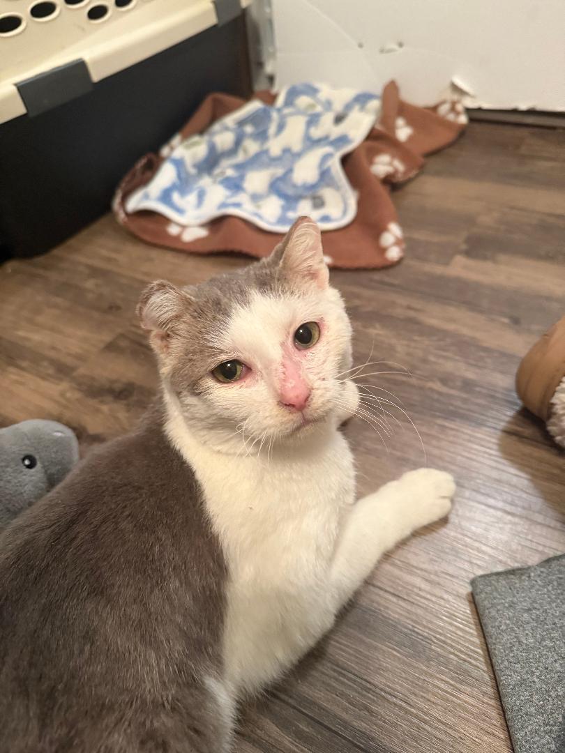 Glenford, ADOPTABLE, Adult Male Domestic Short Hair.